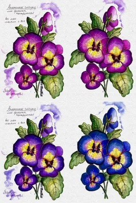 Анютины глазки цветы рисунок акварелью Pansies flowers watercolor drawing