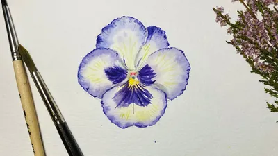 Акварель для начинающих. Рисуем цветок АНЮТИНЫ ГЛАЗКИ. Урок рисования -  YouTube