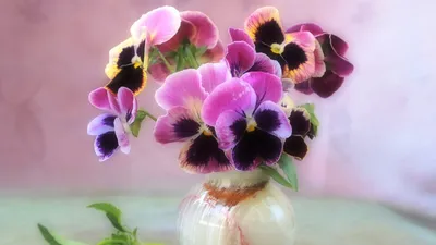 Рисунок анютины глазки Фиолетовая мысль, цветок, фиолетовый, однолетнее  растение, цветок png | Klipartz