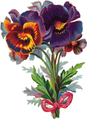Анютины глазки PNG , весна, растение, Три цвета PNG рисунок для бесплатной  загрузки