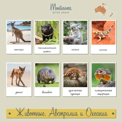 Австралия картинки животных фотографии
