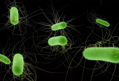 10 самых опасных бактерий - АЗЕРТАДЖ