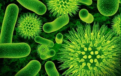 Формы бактерий | Биология - наука о жизни | Дзен
