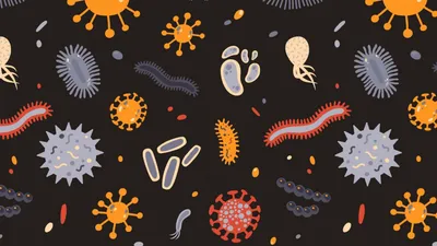 Бактерии против вирусов: что опаснее для человека