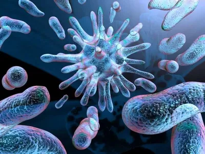 Чем отличаются вирусы от бактерий?