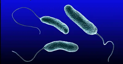 В человеческой слюне впервые обнаружены бактерии – паразиты бактерий