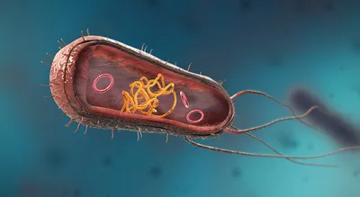 Бактерии (шаровидные, палочковидные и спиралевидные) - 3D-сцены - Цифровое  образование и обучение Мozaik