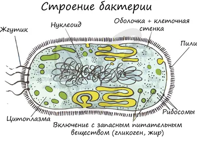 бактерии стоковое изображение. изображение насчитывающей представьте -  7116413