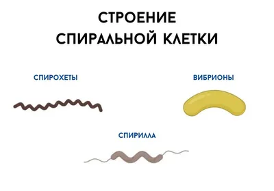 Как отличить вирусную инфекцию от бактериальной: как определить по  анализам, разница в течении, признаки