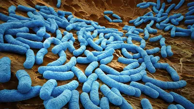 Бактерии защищаются от вирусов, ставя их себе на службу