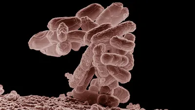 анимированные клетки бактерий в воздухе, картинки бактерии, бактерии, наука  фон картинки и Фото для бесплатной загрузки