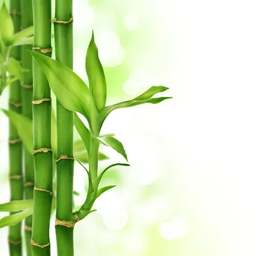 Счастливый Бамбук - купить бамбуковую драцену в Киеве, заказать драцену  бамбук счастья в студии фитодизайна и интернет магазине комнатных растений  и цветов Флорен