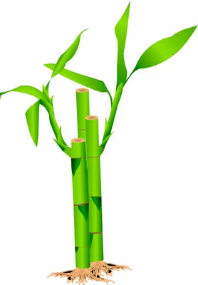 В сочинском «Дендрарии» зацвёл бамбук — это значит, что скоро он умрет