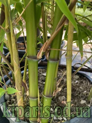 Бамбук , bamboo, бамбук moso,…» — создано в Шедевруме