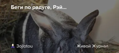Komnatova - Беги по радуге, моя девочка🐶, моя Кроша🦄 Животные причиняют  боль, только когда умирают🖤 | Facebook