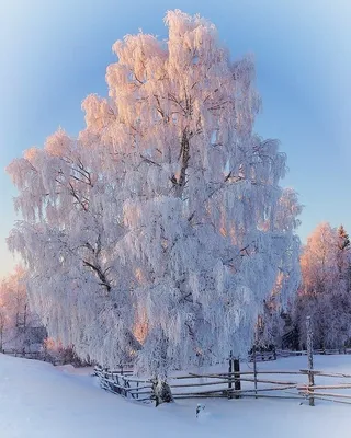 Белая береза зимой, Россия природа