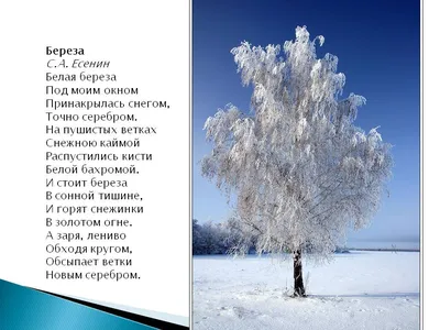 Русская берёза зимой | Flint Georg | Дзен