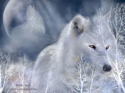 Белая волчица картинки фотографии