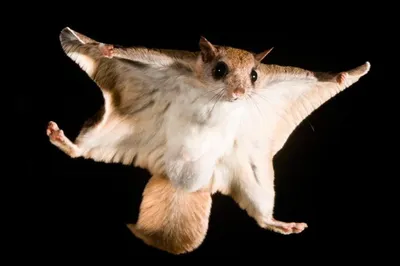 Белка – симпатичный родственник крысы, чуть не наделавший непоправимых бед  в Заилийском Алатау | Аналитический Интернет-портал