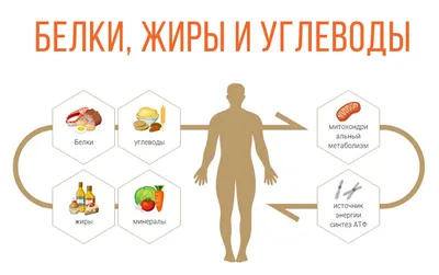 СПИСОК БЕЛКОВ, ЖИРОВ, УГЛЕВОДОВ :: Sporta-Klubi.lv