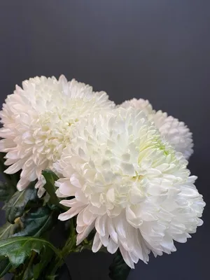 Белые хризантемы | Магазин цветов с доставкой в Минске