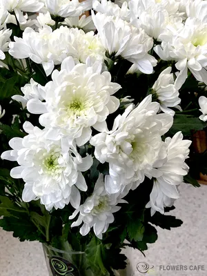 Хризантема кустовая белая /Zembla White/