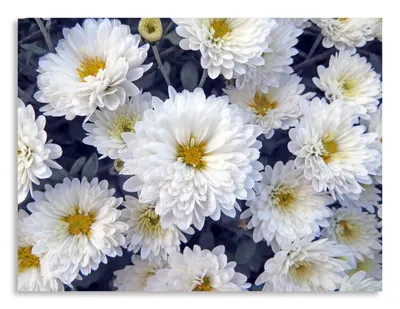 Белые хризантемы по цене 370 ₽ - купить в RoseMarkt с доставкой по  Санкт-Петербургу