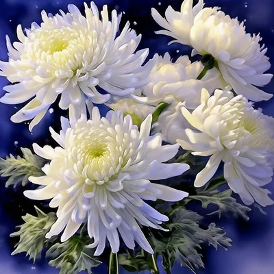 Almaflowers.kz | Белые хризантемы в подарочной коробке \"Maison des Fleurs\"  - купить в Алматы по лучшей цене с доставкой