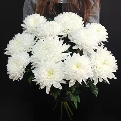 Белые хризантемы - Доставкой цветов в Москве! 66922 товаров! Цены от 487  руб. Цветы Тут
