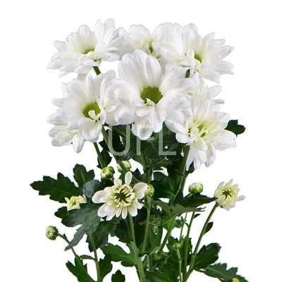 Букет из 7 белых одноголовых хризантем в упаковке - купить с доставкой в  Иркутске