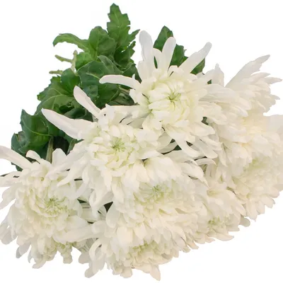 Купить белые хризантемы с ирисами в крафте по доступной цене с доставкой в  Москве и области в интернет-магазине Город Букетов
