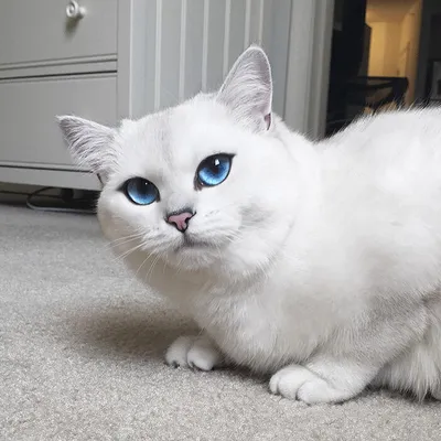 Порода кошек с разным цветом глаз - 78 фото