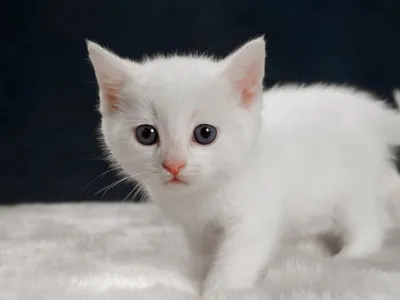 Породы белых кошек - как называются, фото и описание | Генетика и уход |  Pet-Yes
