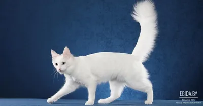 Окрас и особенности дымчатой кошки, популярные породы