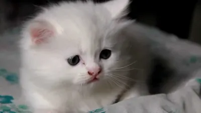 Найден белый котенок с красивыми глазами, нужно пристроить | Pet911.ru