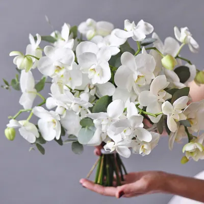 Орхидеи белые - Доставкой цветов в Москве! 7178 товаров! Цены от 487 руб.  Цветы Тут
