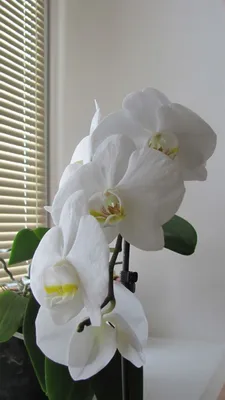 Белые орхидеи и флеум 51 шт, артикул: 333009970, с доставкой в город Москва  (внутри МКАД)