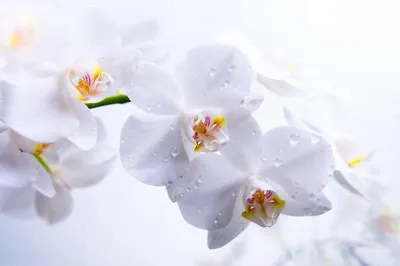 Фотообои Белые орхидеи купить на Стену — Цены и 3D Фото интерьеров в  Каталоге интернет магазина allstick.ru