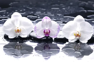 Купить белые орхидеи в СПб недорого оптом ✿ Оптовая цветочная компания  СПУТНИК