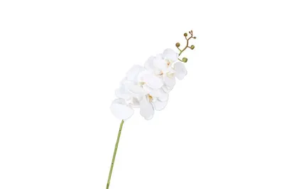 Орхидея фаленопсис каскадная купить