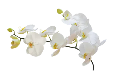 Купить орхидею фаленопсис Белый гигант в интернет - магазине \"Мир орохидей\"