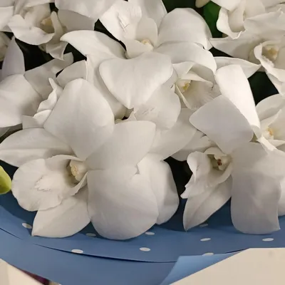 Белые орхидеи в природе растут на …» — создано в Шедевруме