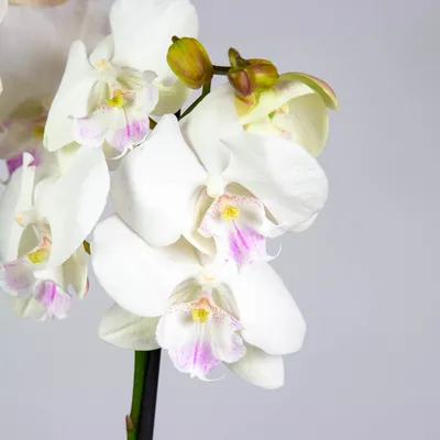 Купить Искусственные Орхидеи белые 7 веток 120см в напольном белом кашпо,  ФитоПарк по выгодной цене в интернет-магазине OZON.ru (391024762)