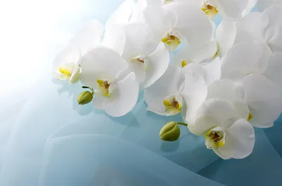 Фотообои Белые орхидеи на стену. Купить фотообои Белые орхидеи в  интернет-магазине WallArt