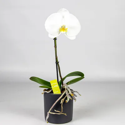 Букет из 5 белых орхидей с эвкалиптом за 2499р. Позиция № 3036