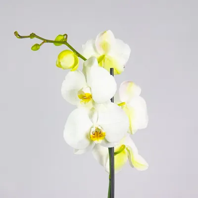 Купить 25 белых орхидей в коробке с эвкалиптом по доступной цене с  доставкой в Москве и области в интернет-магазине Город Букетов