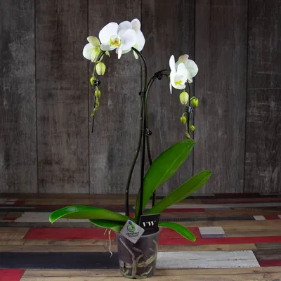 Белая Орхидея купить