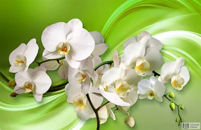 Белые орхидеи с розовыми розами в коробке – купить