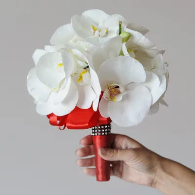 Магия орхидеи Вред или польза Белый фаленопсис | 1 | Дзен