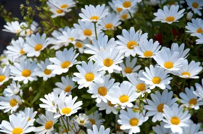 Белые ромашки на солнце Фон И картинка для бесплатной загрузки - Pngtree